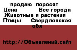 продаю  поросят  › Цена ­ 1 000 - Все города Животные и растения » Птицы   . Свердловская обл.